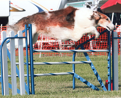 Top Versatility Borzoi 2012